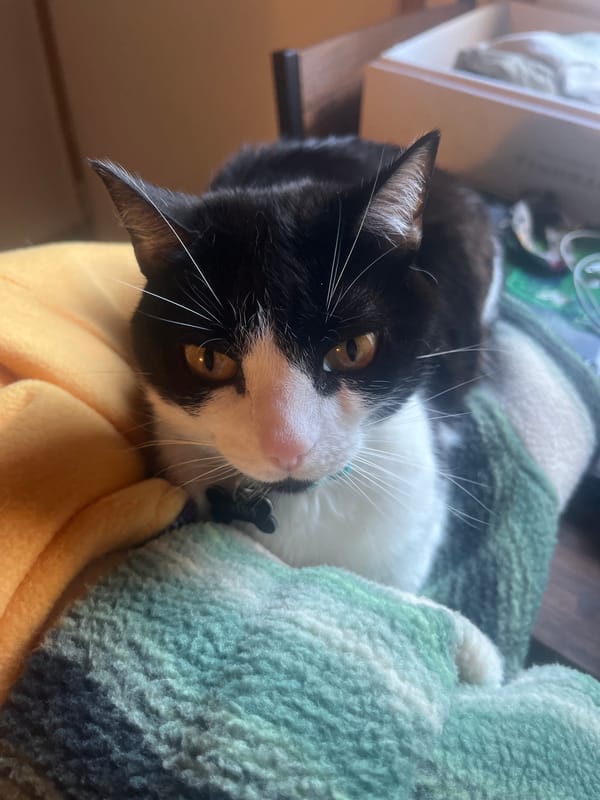 Cats rest on blankets in Ushuaia, Argentina
