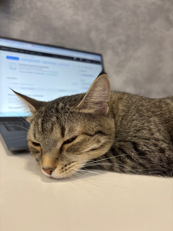Cat naps on laptop in Kazan, Russia