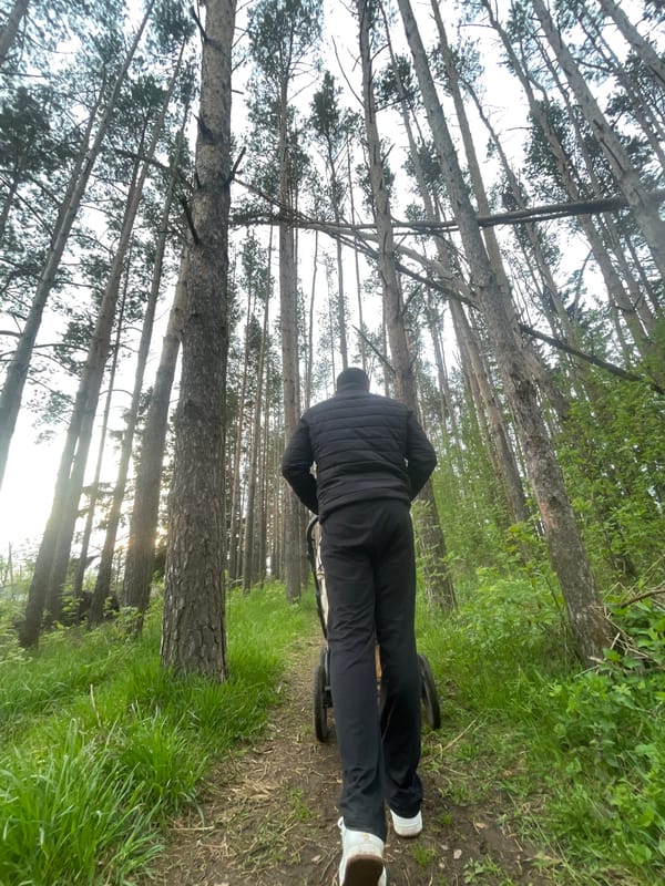 Person walks through pine forest near Подшивалово, Russia