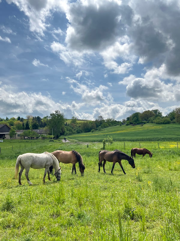 Horses graze peacefully in German field amid spring wildflowers