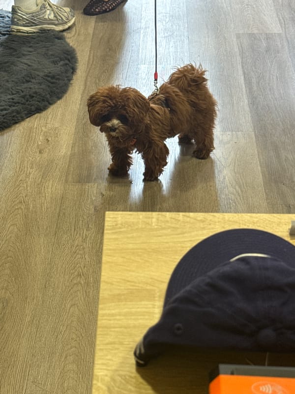 Veterinary visit with small brown dog in medical setting