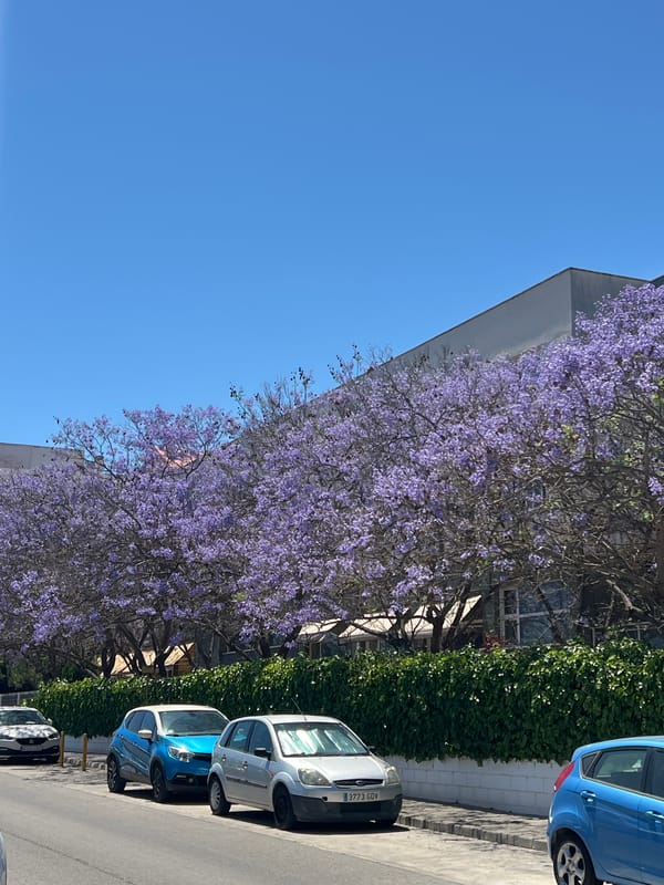 Spring blooms and street life captured in Picassent, Spain