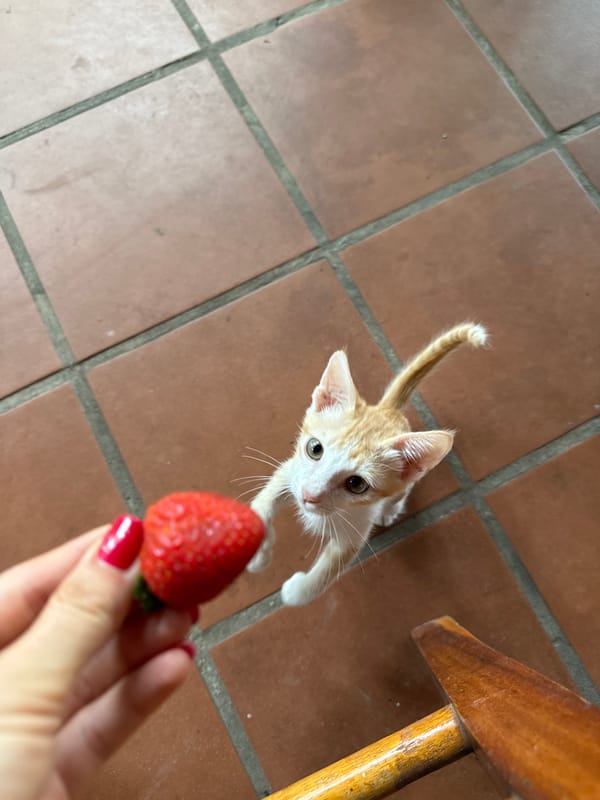 Strawberries, a curious kitten, and flowers in Mũi Né