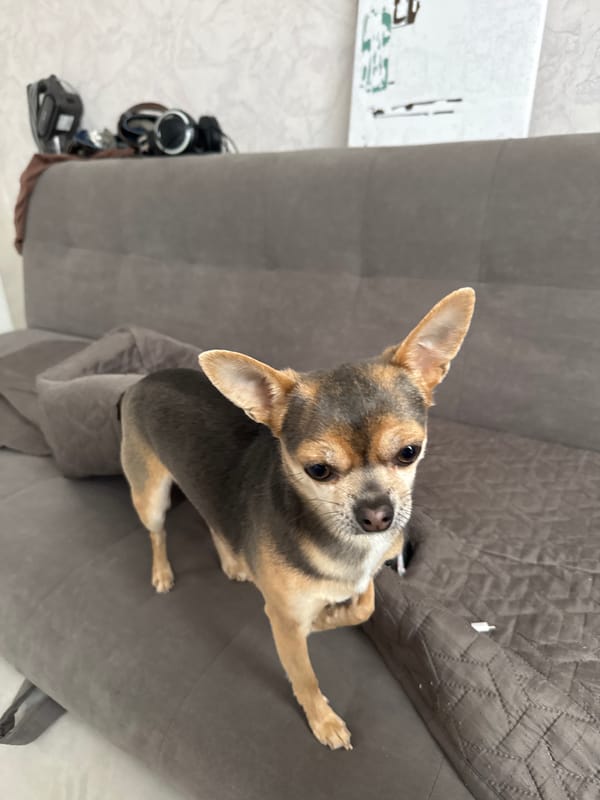 Morning scenes captured in Sochi: indoor pet, hillside homes