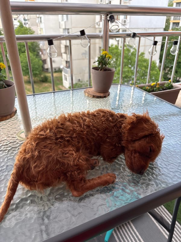 Curly-haired dog naps on glass balcony table in Plovdiv