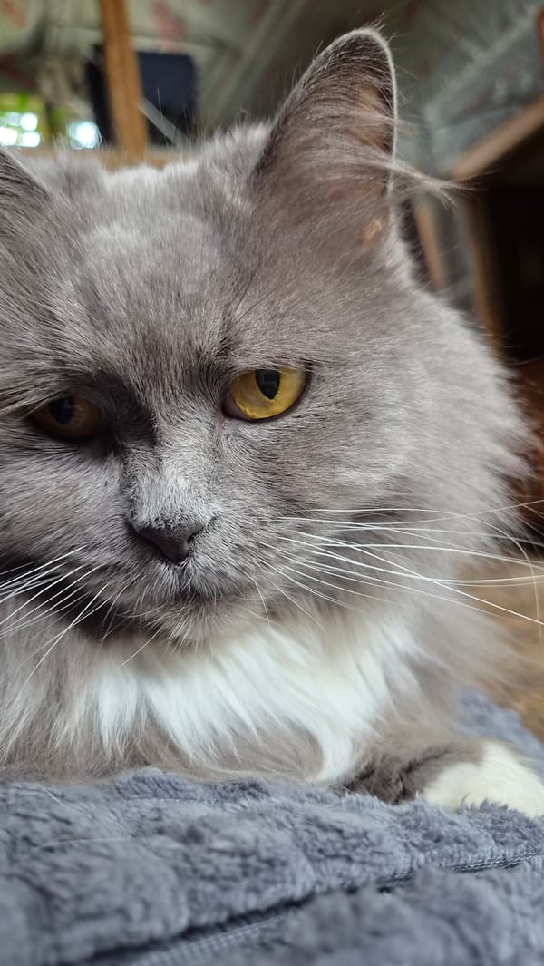 Morning pet moments captured in Russian household