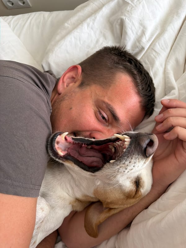 Morning moments captured in Budva: bedtime with dog, bees pollinating