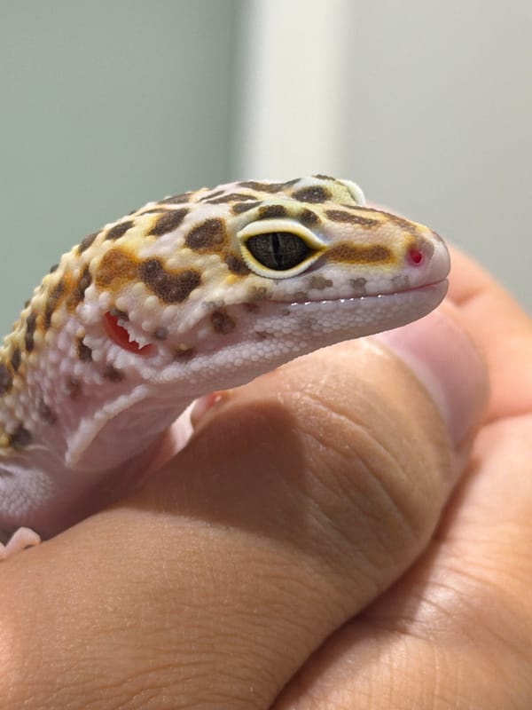 Person holds leopard gecko in close-up photo in Izhevsk