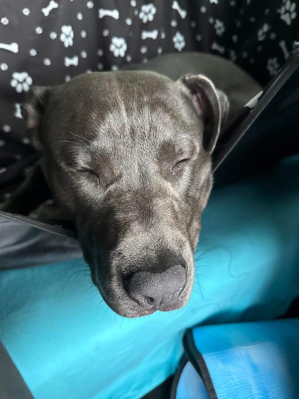 Dog sleeps peacefully in carrier in Aksakovo, Bulgaria