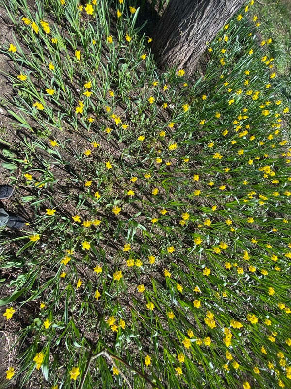 Spring blooms and wildlife captured across Moscow parks
