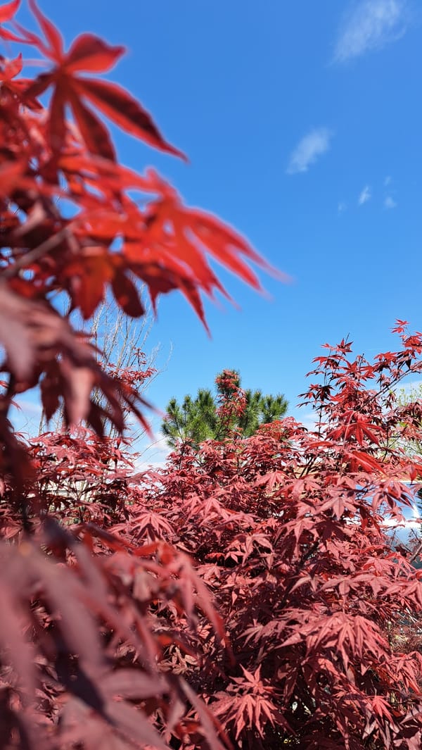 Spring tree canopy photography session captures diverse foliage varieties