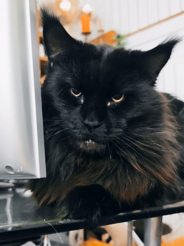 Maine Coons, kittens, and a stray bird share a Siberian home
