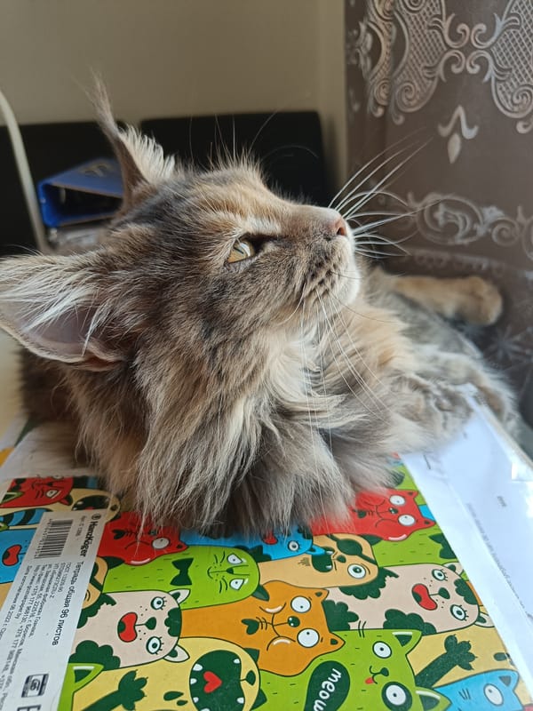 Cat naps on paperwork stack near window