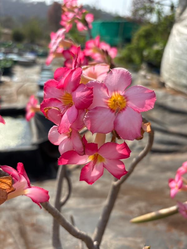 Botanical Garden Documentation Captures Flowering Plants in Maharashtra