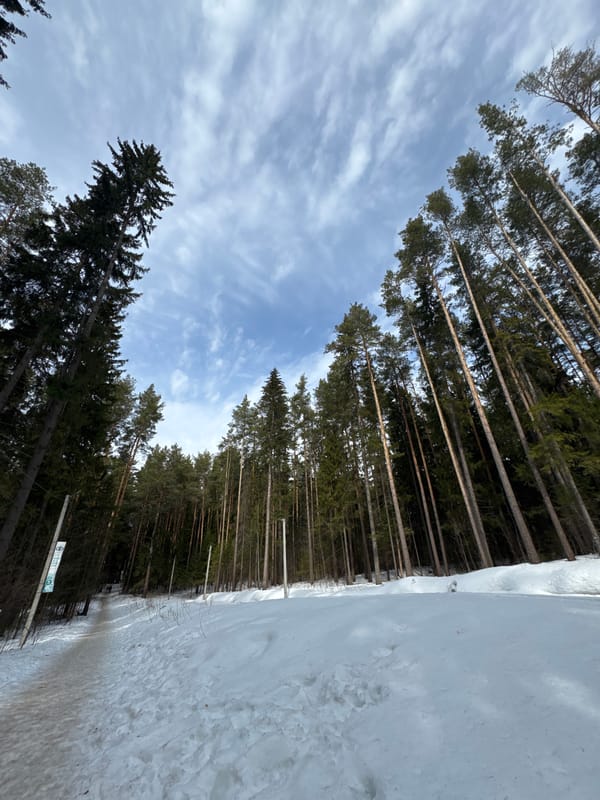 Families enjoy winter forest activities in Votkinsk, Russia