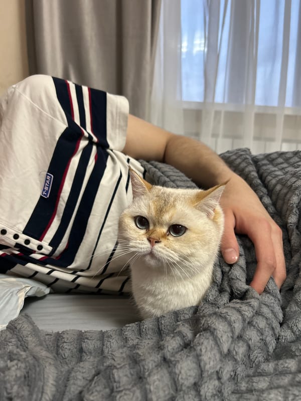 Person holds cat wrapped in blanket in Ufa