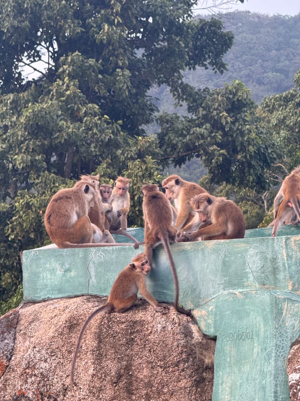 Toque macaques at ease on a concrete ledge in Melsiripura