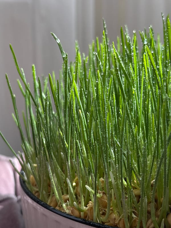Fresh wheatgrass with water droplets photographed in Tbilisi