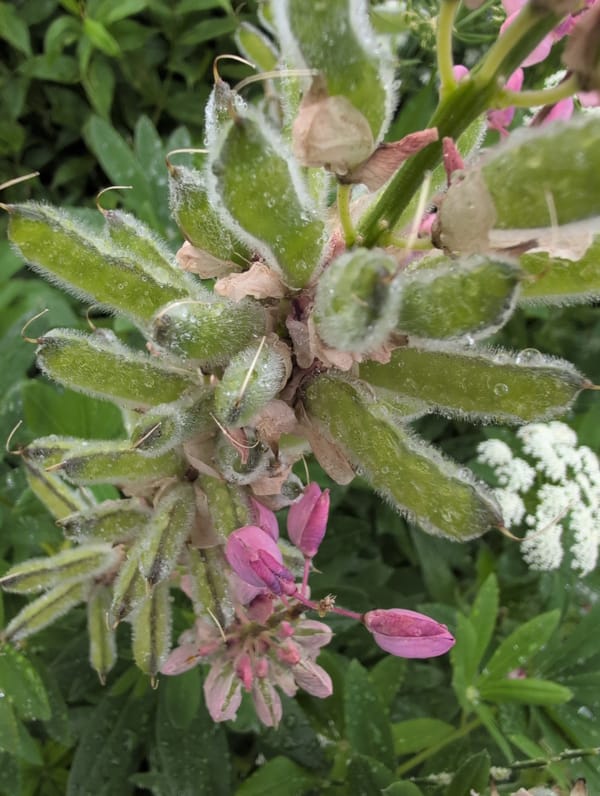 Wet garden flowers and hanging decor on a rainy Saint Petersburg morning