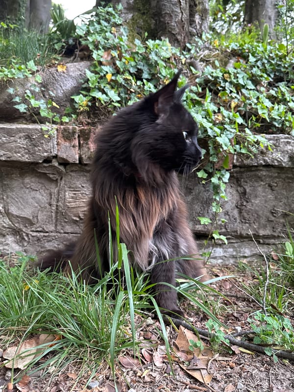 Black Maine Coon cat spotted in two Erba locations
