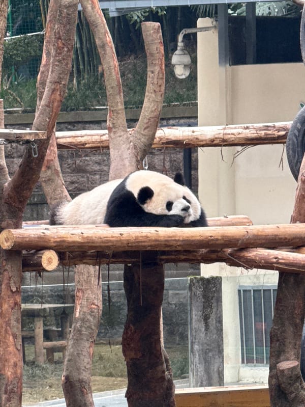 Pandas feed and play at Chongqing facility