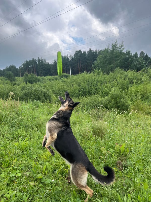 Dogs, bees, and wildflowers on a summer morning in Russia