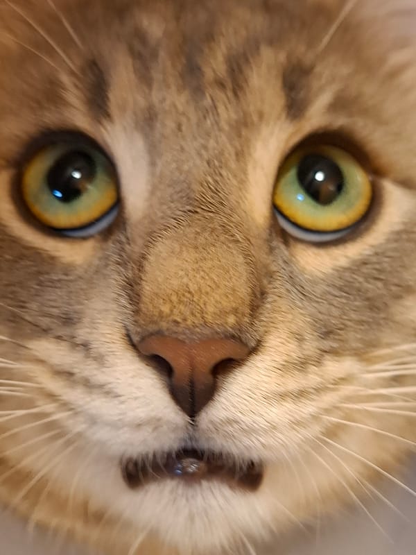 Cat photographed multiple times in close-up in Novi Sad