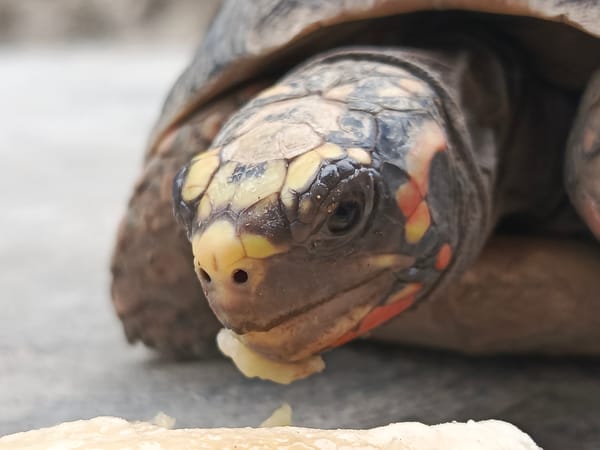 Tortoises photographed in residential yard in Tinaco, Venezuela