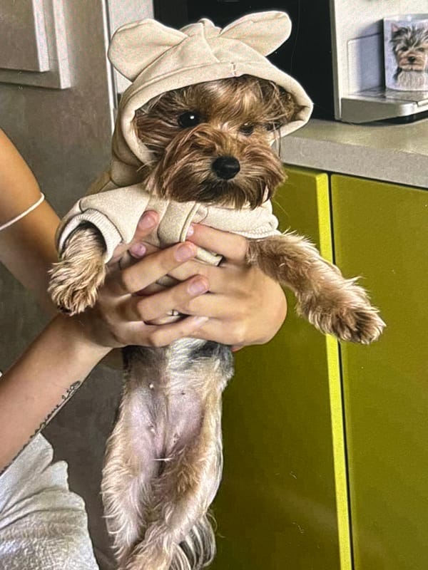 Yorkshire Terrier spotted in fashionable outerwear during morning hours