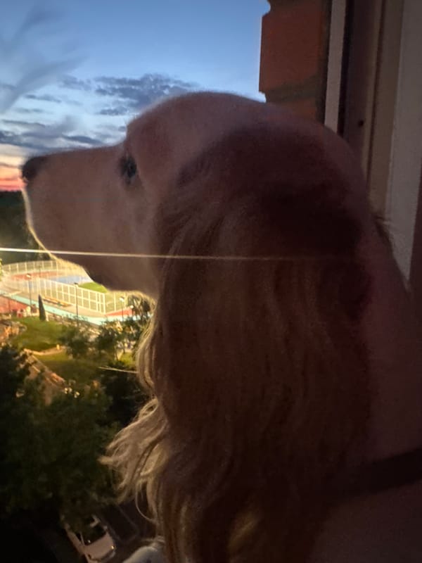 Pets by the window, sunset over Moscow suburbs