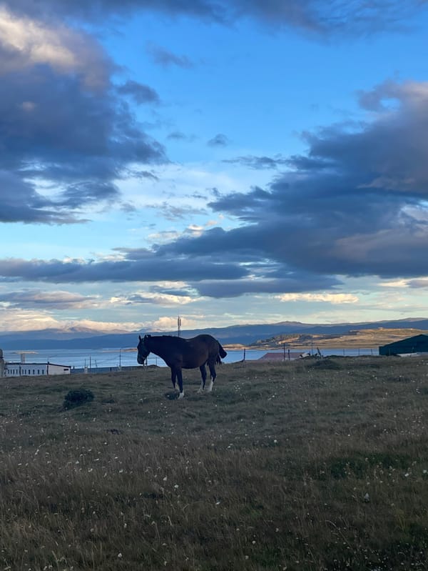 Evening scenes documented around Ushuaia's waterfront and fields