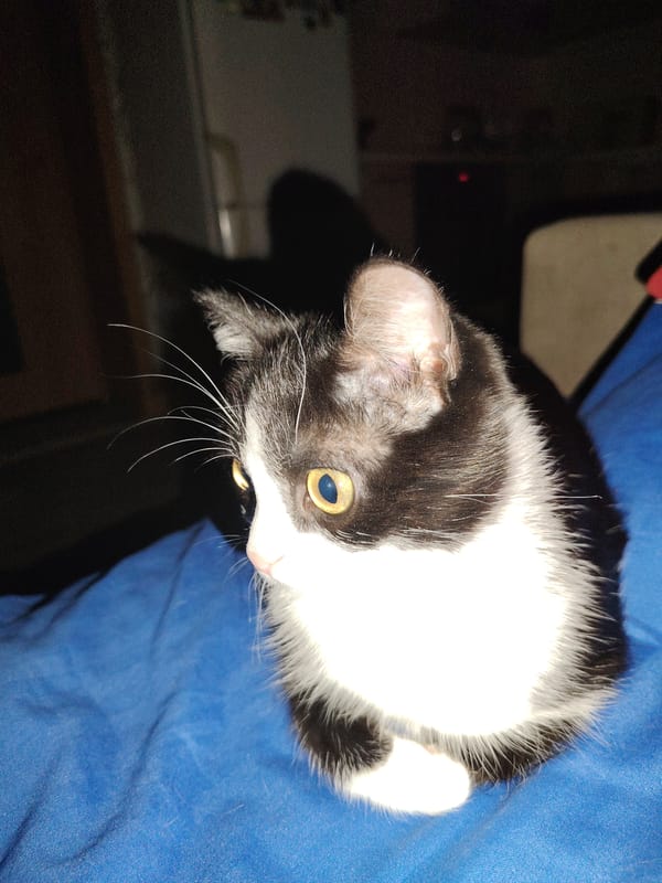 Domestic cats observed resting indoors during four-minute window