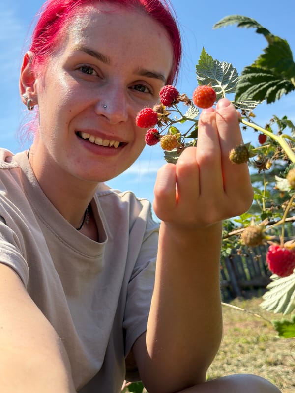 Picking raspberries on a sunny morning in Chaikovsky