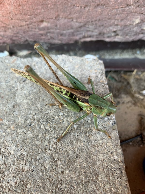 Grasshopper on concrete, shot from multiple angles in Kropotkin