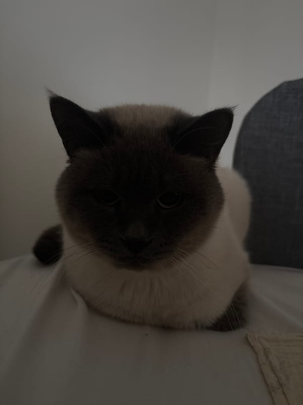 Morning moments with Siamese cat and street life in Antwerp