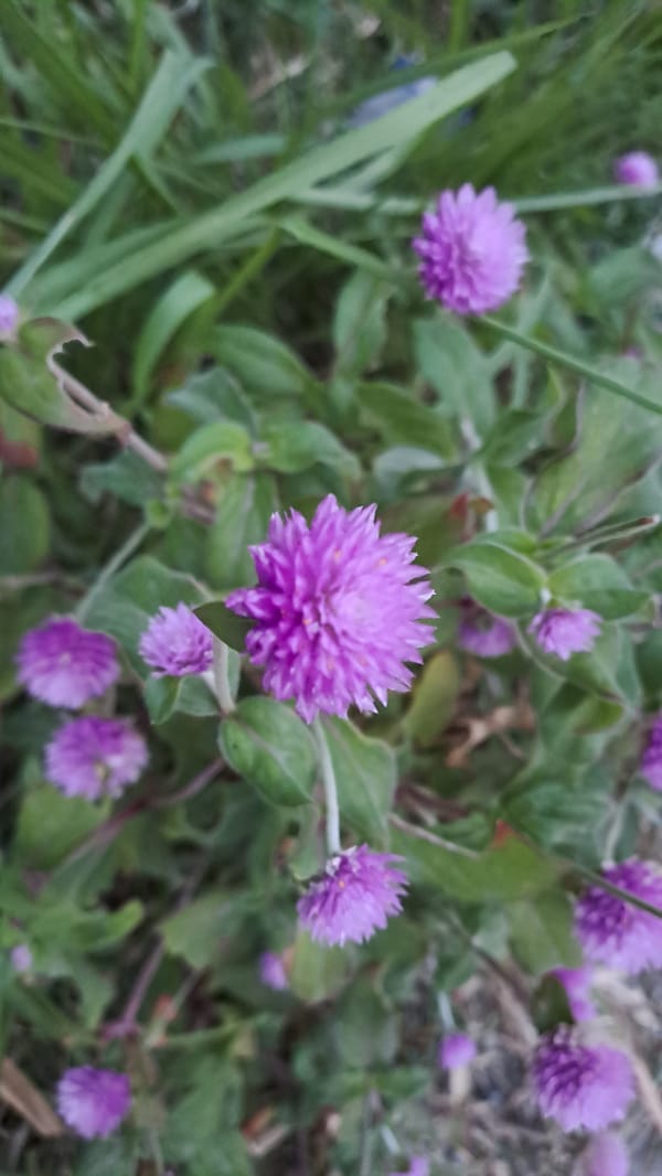 Globe amaranth blooms up close in Cottarum Tunong