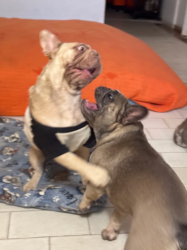 French Bulldogs living their best indoor life in coastal Italy