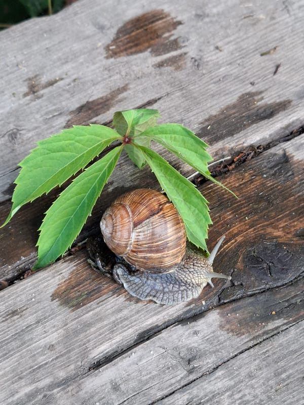 Snails, blooms, and a sleepy dog in a backyard garden