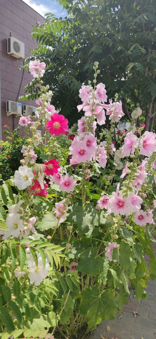 Hollyhocks in full bloom outside a building in Aktau