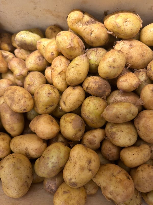 Shopper documents fresh produce displays at Paris market