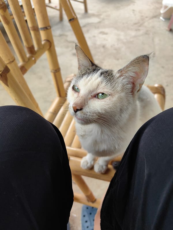 Cat naps on lap at rural Vietnamese patio