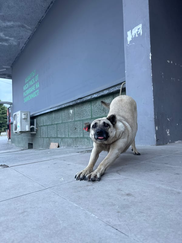 Everyday animal and plant life documented in Bulgarian town