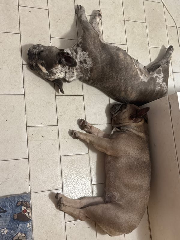Two French Bulldogs lounging on a tiled floor in Italy