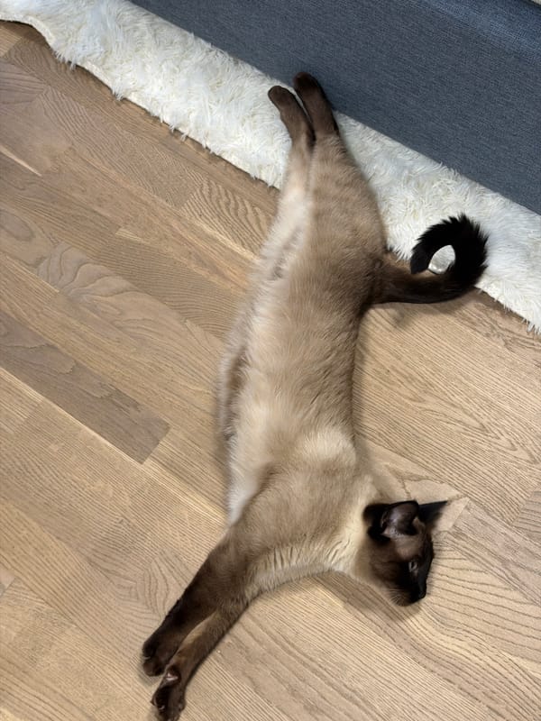 Evening street life and indoor cats documented in Saint Petersburg
