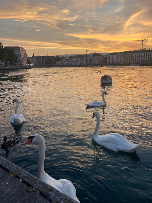 Swans, sunset, and a street violinist on a Geneva evening