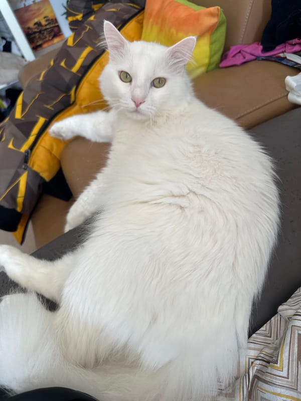 White cat rests on patterned surface in Sofia