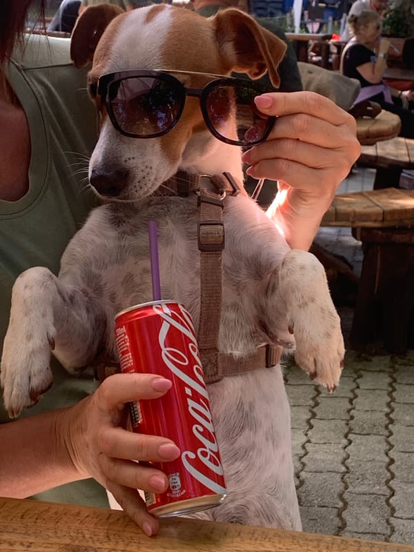 Sunglasses-wearing Jack Russell steals the show at Italian café