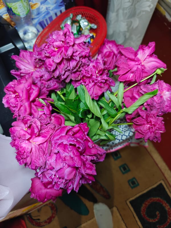 Evening chinchilla time and peony arrangements in Hadiach, Ukraine