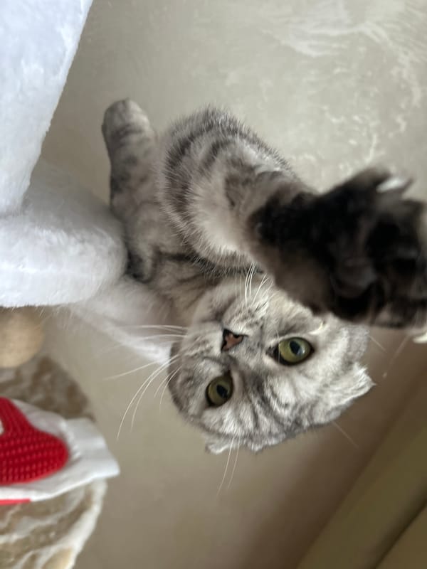 Scottish Fold cat observed on plush surfaces in Bulgaria