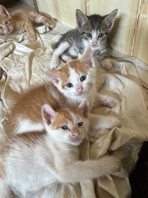 Kittens, framed butterflies, and a bold abstract painting